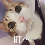 高亮菠萝包