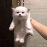 春撷繁花