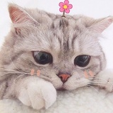 小小苏（等待）