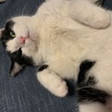 茶猹