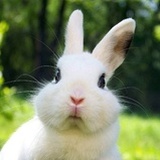 🐇🐇🐇