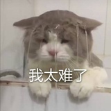 大脸沛沛沛