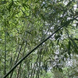 核桃脑