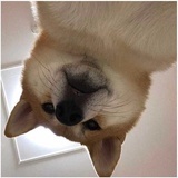 殿前都点检