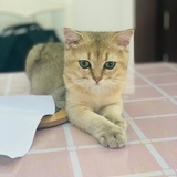 我们会有猫的
