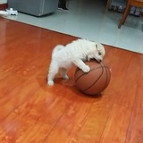 jujube