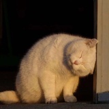 恰猫嘛