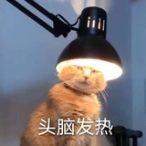 zl