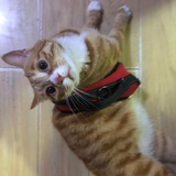 橘猫肥阿