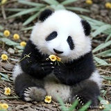 hihi