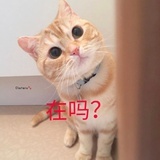 雪球喵喵
