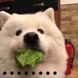 请问海底捞吃吗