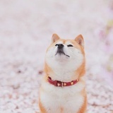 柏树坡