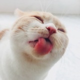 玉蜀黎
