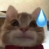真的嘴硬