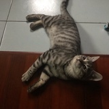 虎子