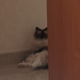 heheda哈
