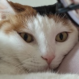 羊咩咩