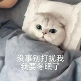 不做小肥居