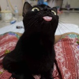生于夏天的猫