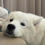 活力满满猪十戒