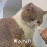 小巨猫