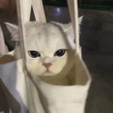 小猫咪