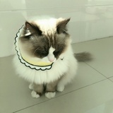 蔡小花🌸
