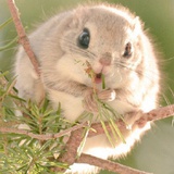 H nini