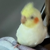 一只饼上鸟