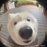 每天睡20个小时