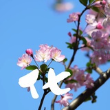 墨栀  豆