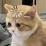 安知秋