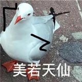 鸽鸽