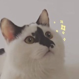 Ragdollskiwi