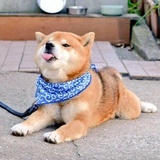 太浅太简单