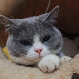 花猫lee