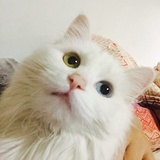 清灵