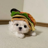 豆豆子