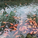 小叶君瘦一点了
