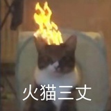 江沽月马扁子