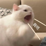 枇杷花荔枝茶