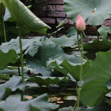 小米锅巴