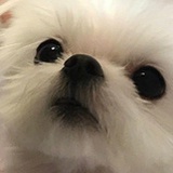 牛奶秋刀鱼
