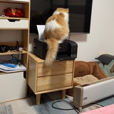 家里四只喵🐱