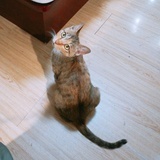 商兔子Aria