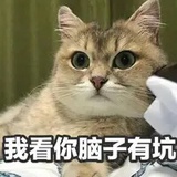 欢迎来坑猫生活