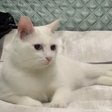 糯米鸡饭