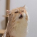 长毛噬元兽