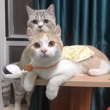 元宵不能吃